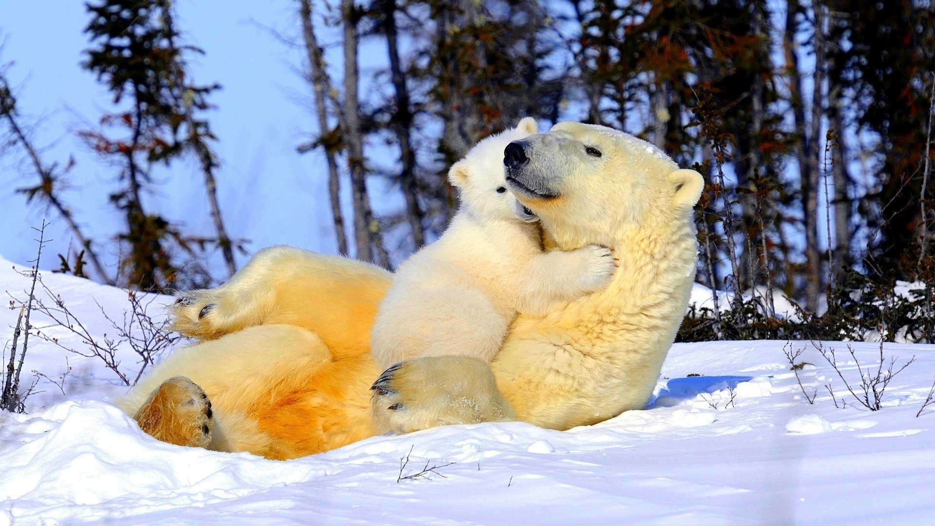 Fonds d'cran Animaux Ours Je t'aime maman !