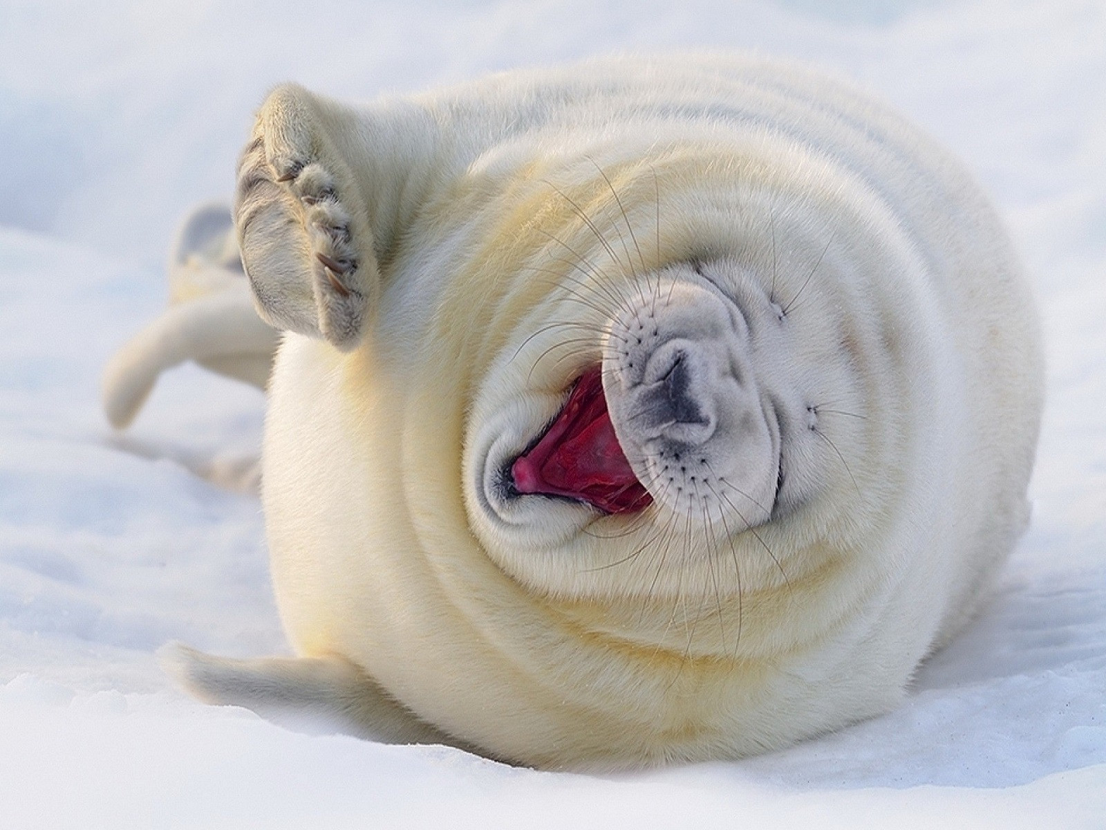 Wallpapers Animals Sealife - Seals Ah! Ah! Ah ! Mort de rire ...