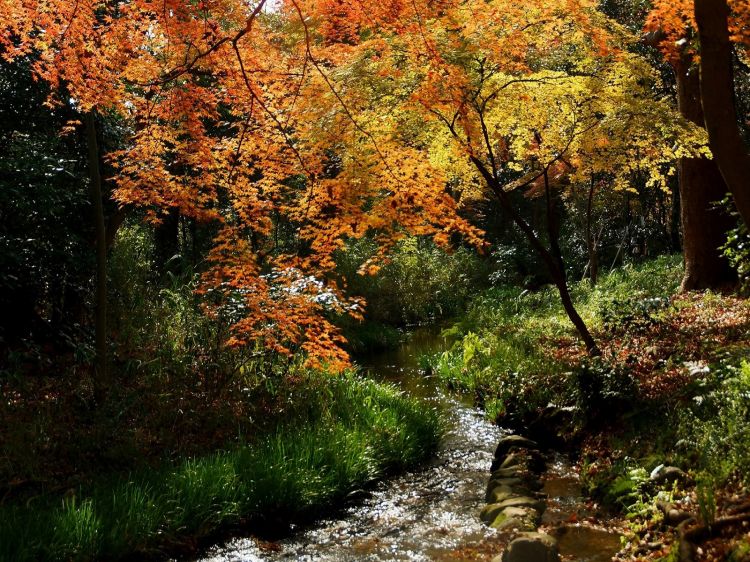 Fonds d'cran Nature Fleuves - Rivires - Torrents Et l'eau coule, tranquille ...