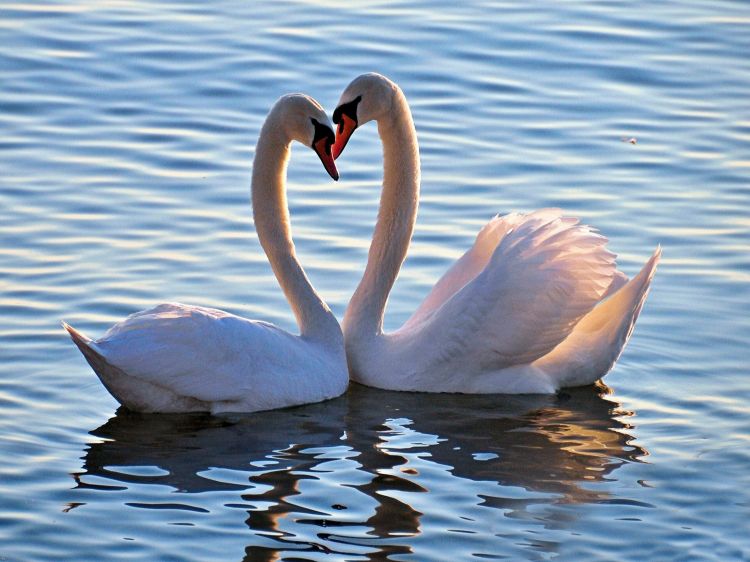 Wallpapers Animals Birds - Swans Cur de Cygnes