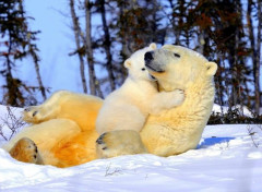  Animaux Je t'aime maman !