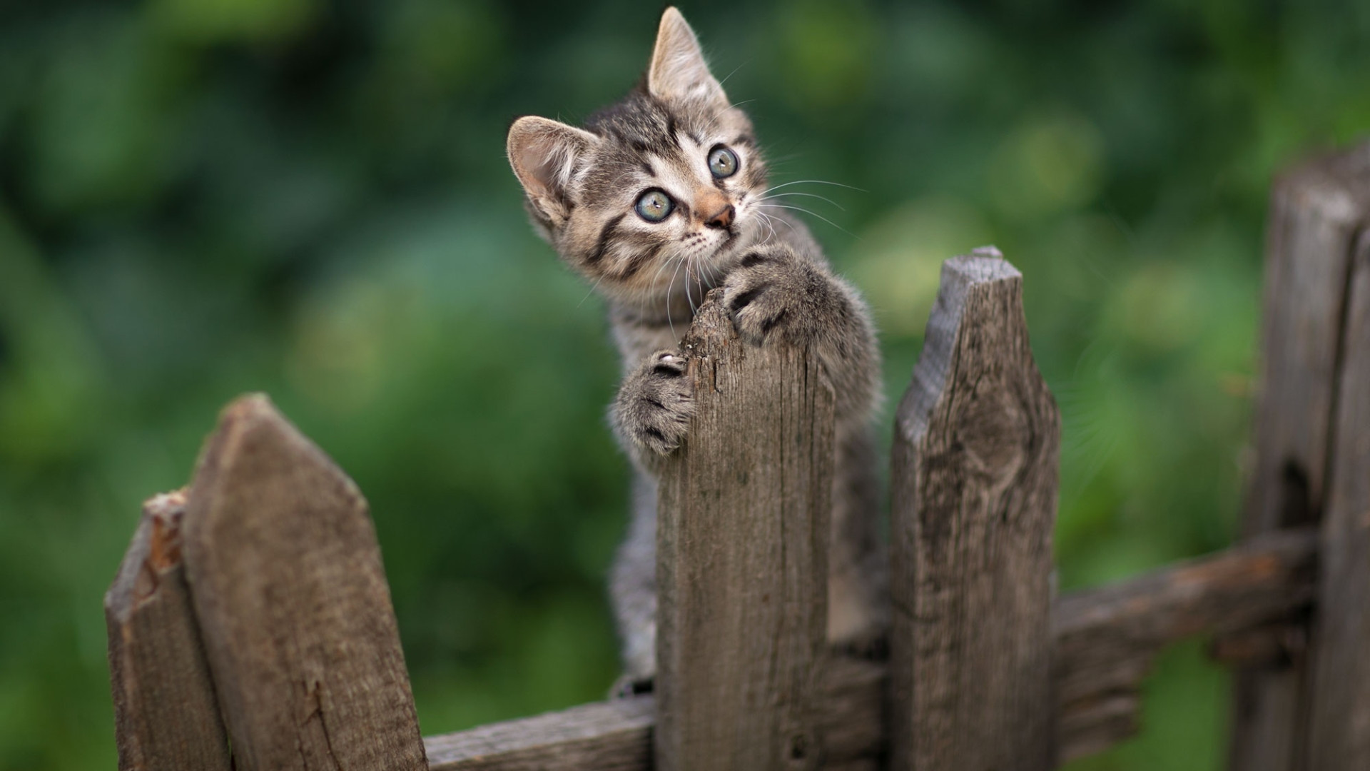 Fonds d'cran Animaux Chats - Chatons 