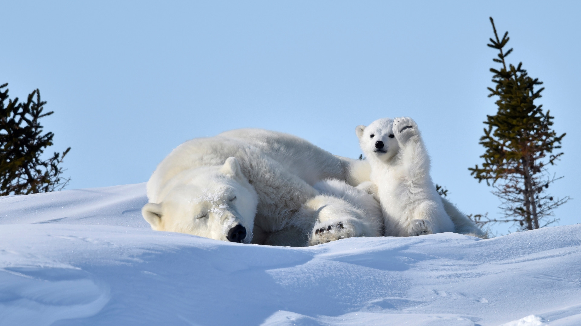 Fonds d'cran Animaux Ours 