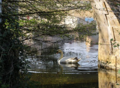  Animaux Image sans titre N483352