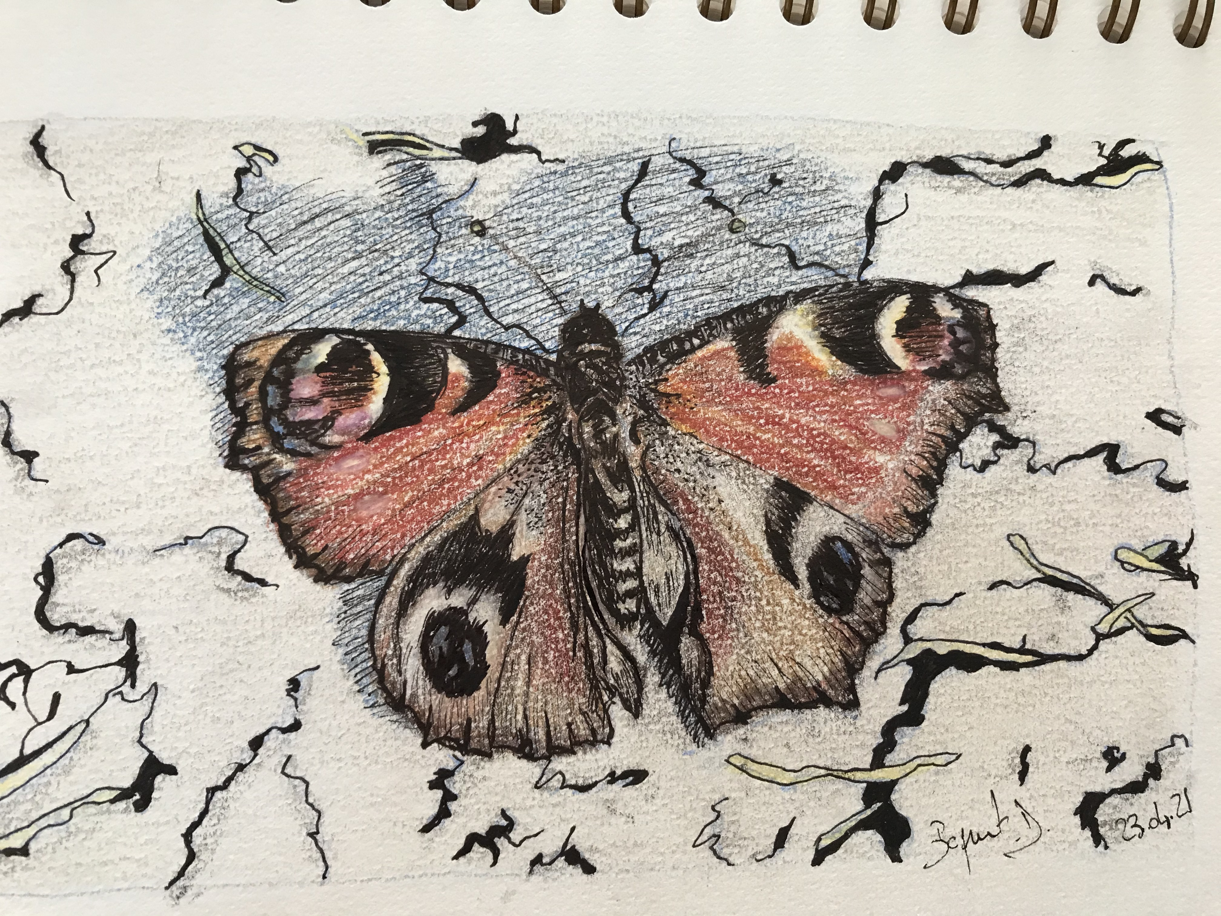 Fonds d'cran Art - Crayon Animaux - Insectes Papillon de printemps 