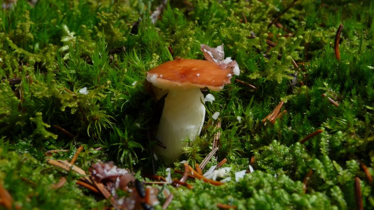 Fonds d'cran Nature Champignons Champignon et mousse