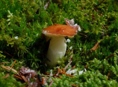  Nature Champignon et mousse