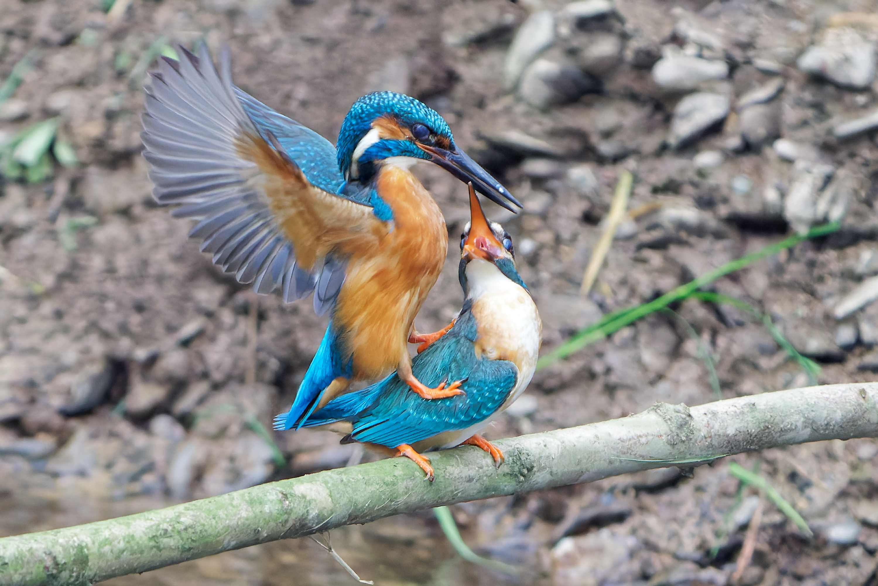 Wallpapers Animals Birds - Kingfisher 