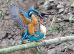  Animaux Image sans titre N483600