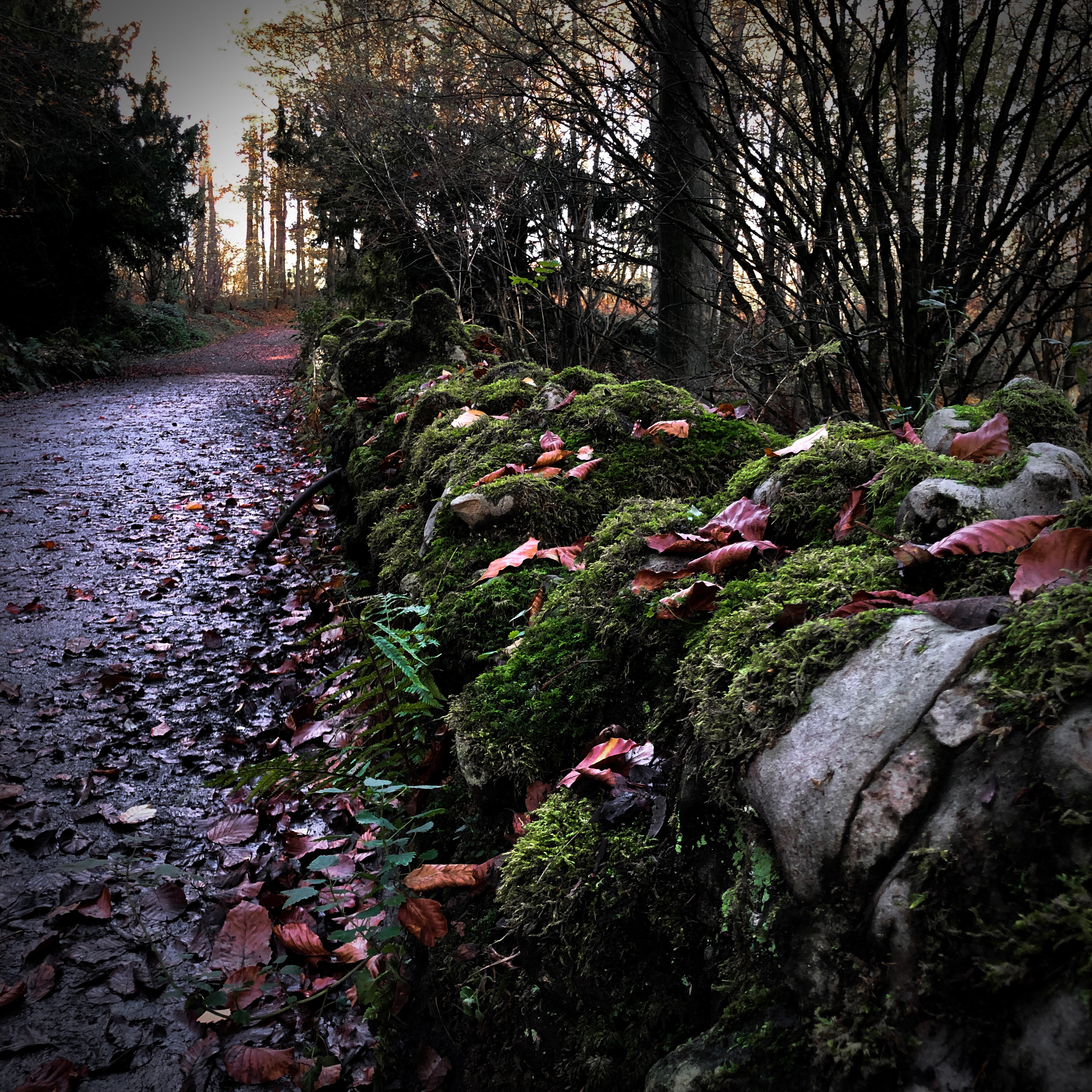 Fonds d'cran Nature Arbres - Forêts The forest wall