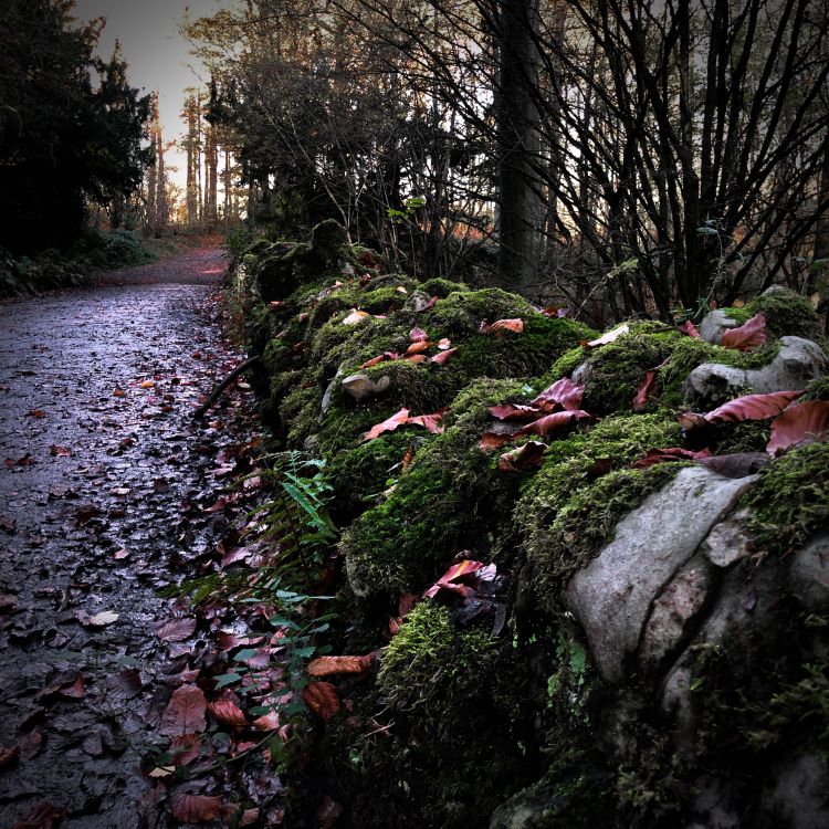 Wallpapers Nature Trees - Forests The forest wall