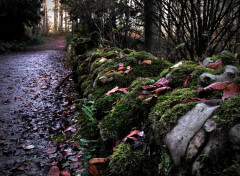  Nature The forest wall