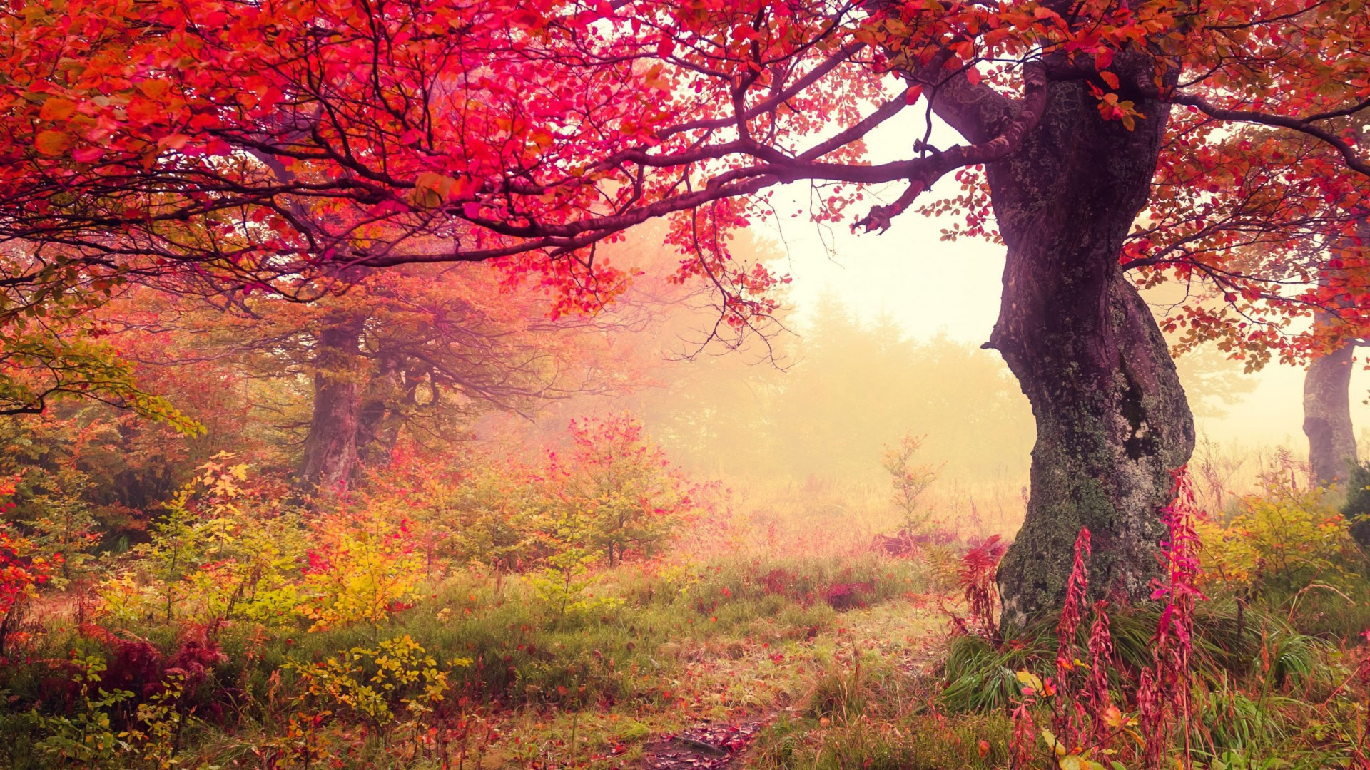 Fonds d'cran Nature Arbres - Forts 