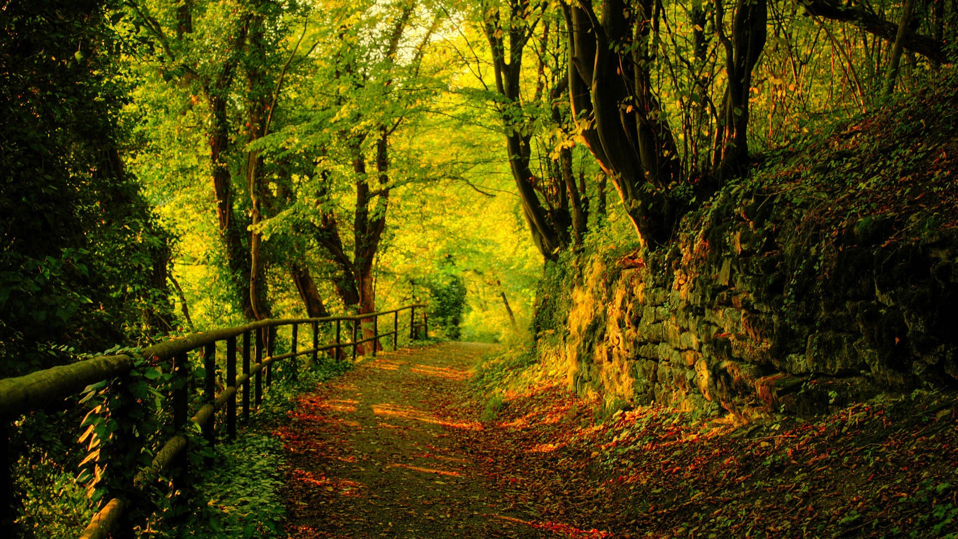 Fonds d'cran Nature Arbres - Forts 