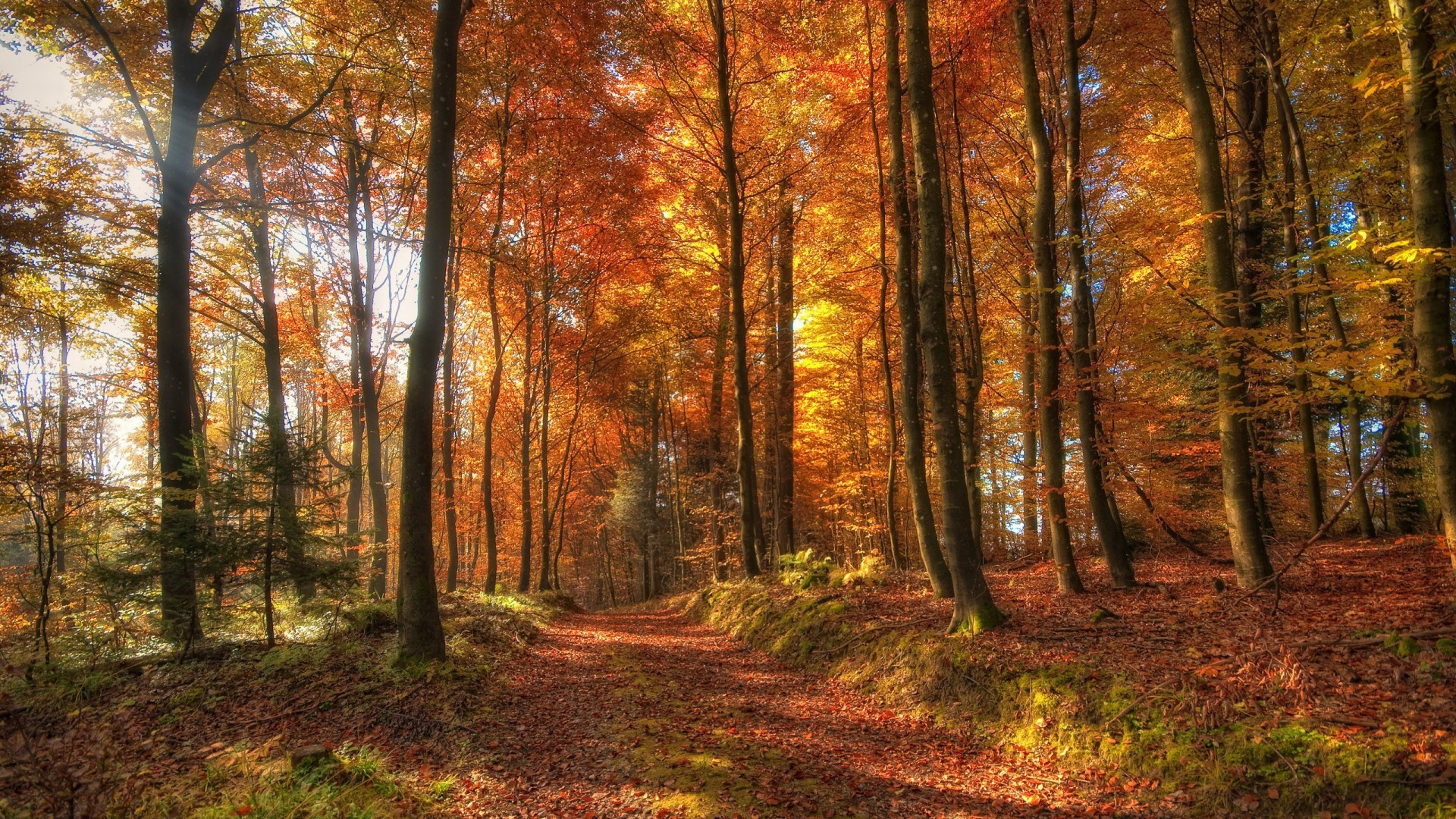 Fonds d'cran Nature Arbres - Forts 