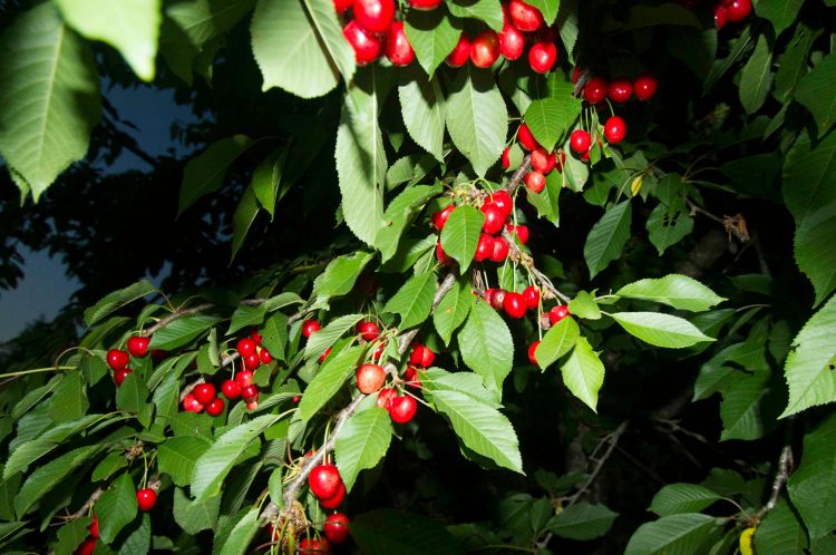 Wallpapers Nature Fruits Cerisier avec ses fruits de nuit