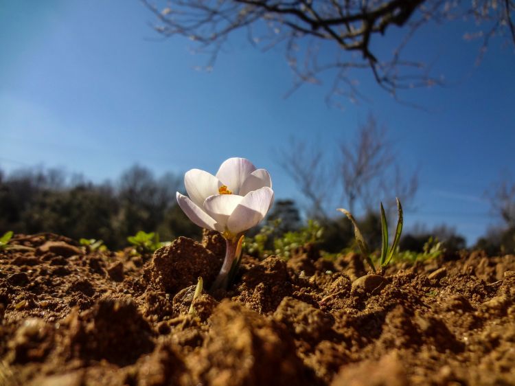 Fonds d'cran Nature Fleurs nature exubérante