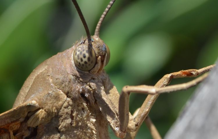 Wallpapers Animals Insects - Butterflies sphinx