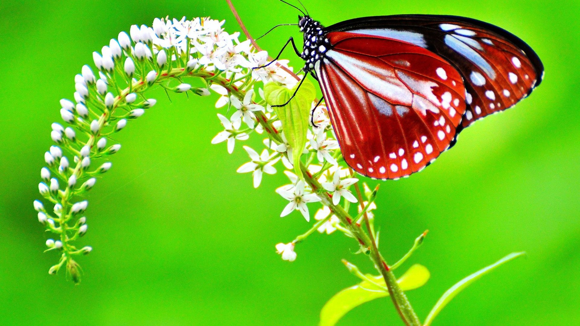 Fonds d'cran Animaux Insectes - Papillons 