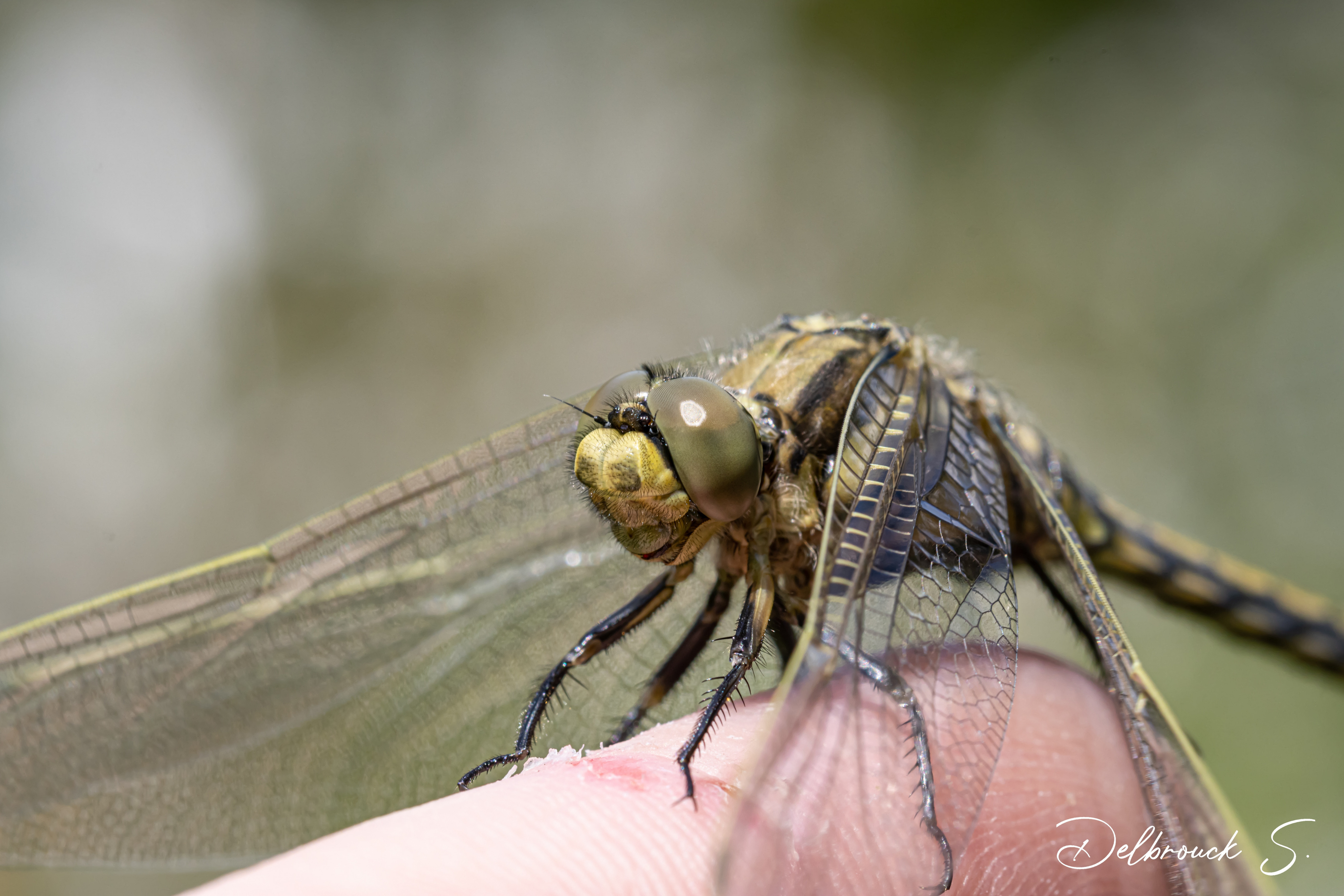 Wallpapers Animals Insects - Dragonflies 