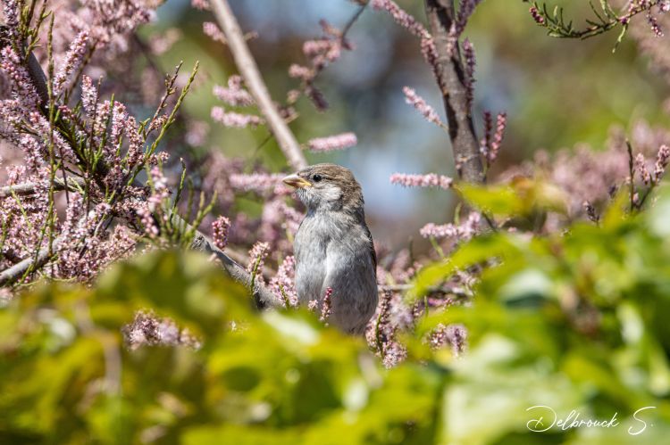 Fonds d'cran Animaux Oiseaux - Moineaux Wallpaper N484130