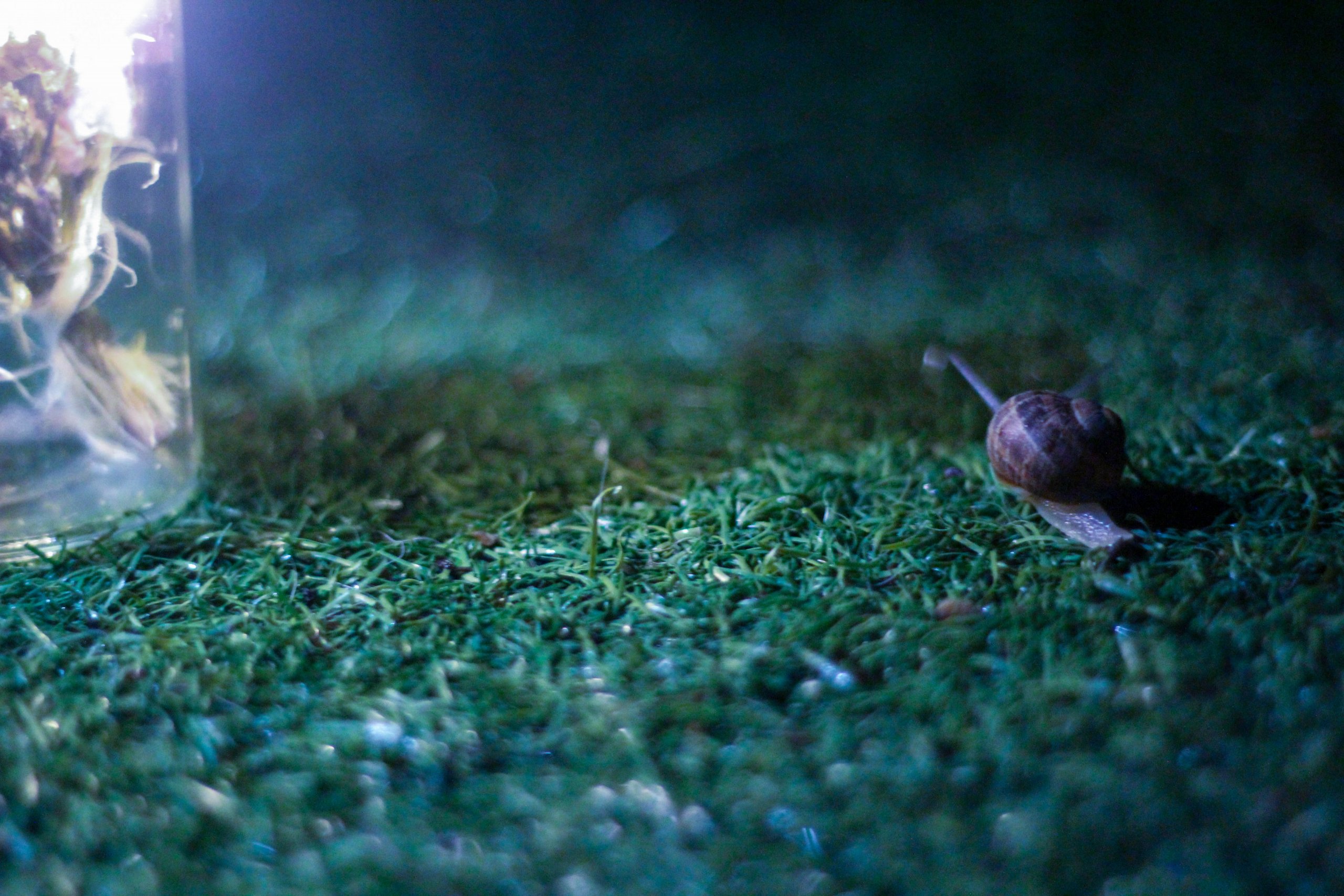 Wallpapers Animals Snails - Slugs Escargots