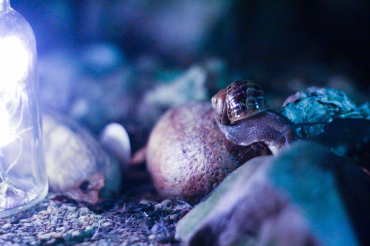 Wallpapers Animals Snails - Slugs Escargots