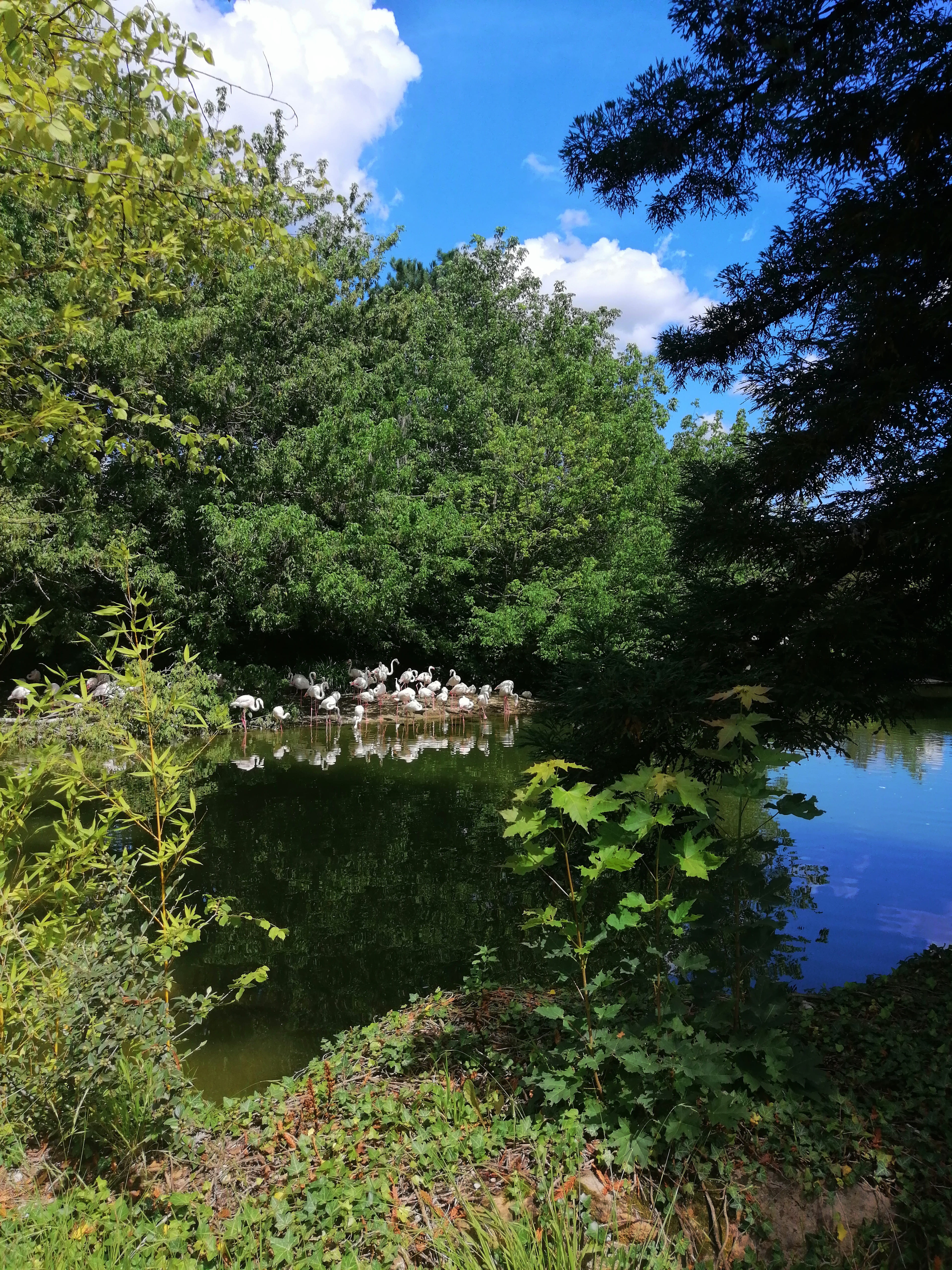 Fonds d'cran Animaux Oiseaux - Flamands roses Paysage animalier