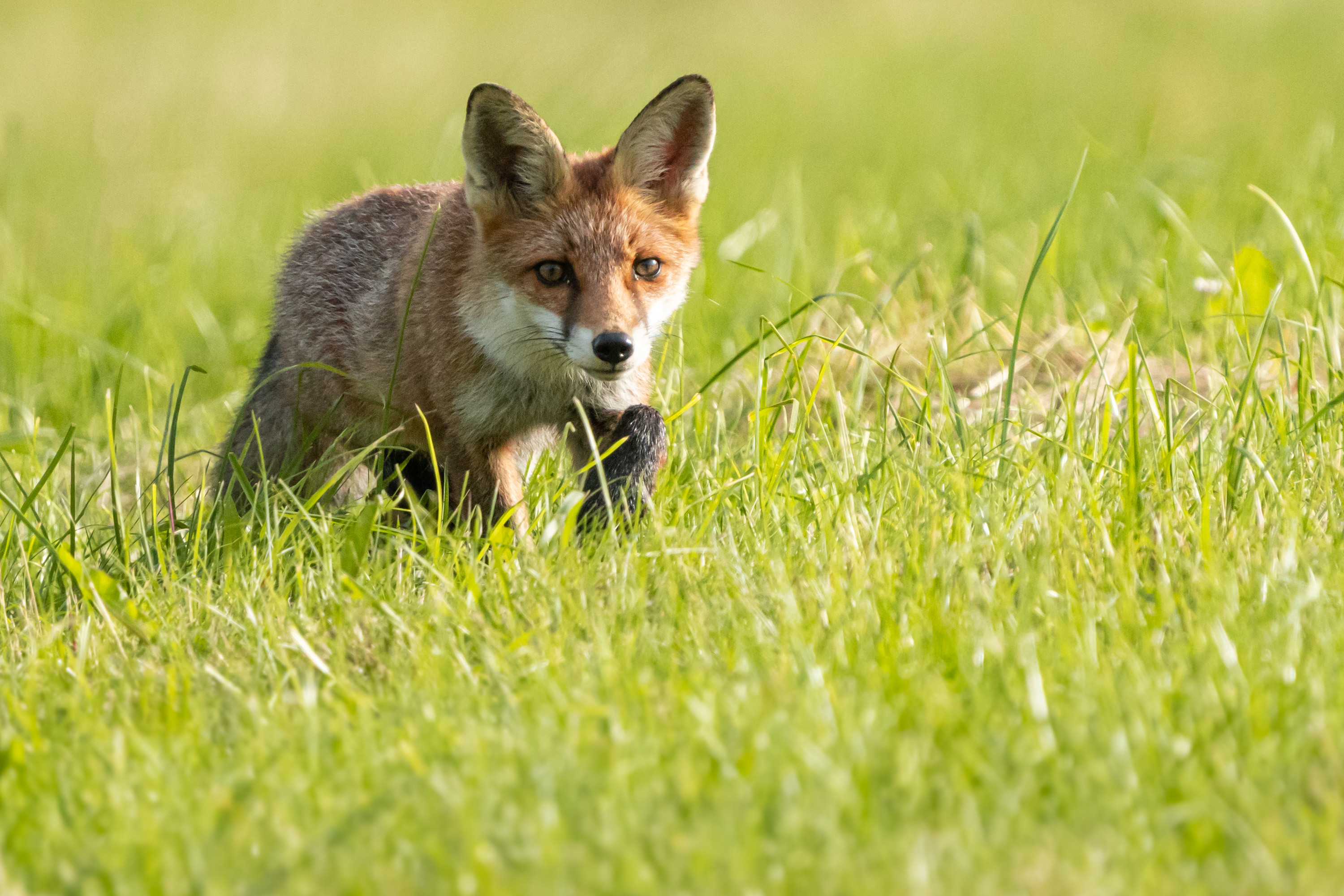 Fonds d'cran Animaux Renards 