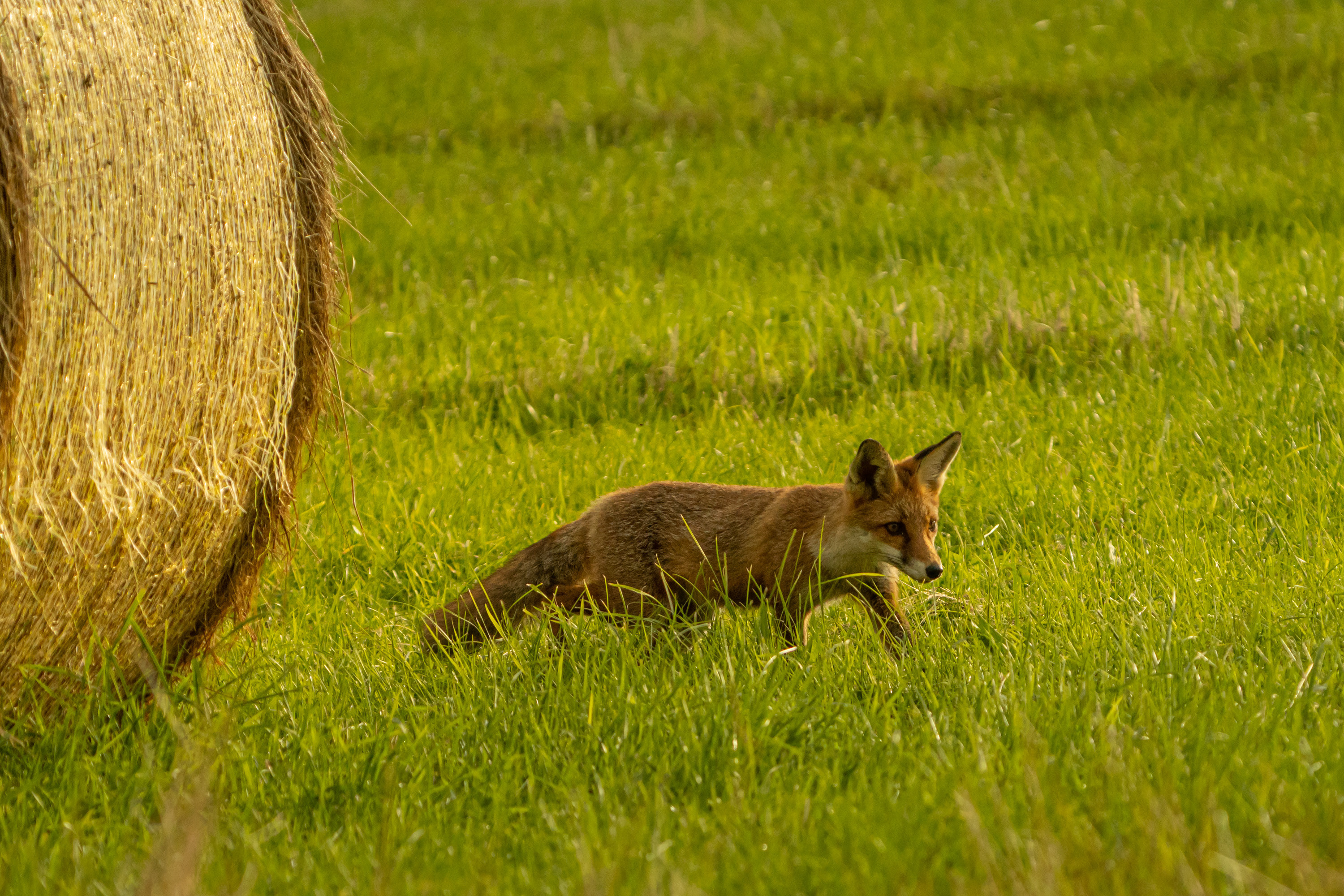 Wallpapers Animals Foxes 