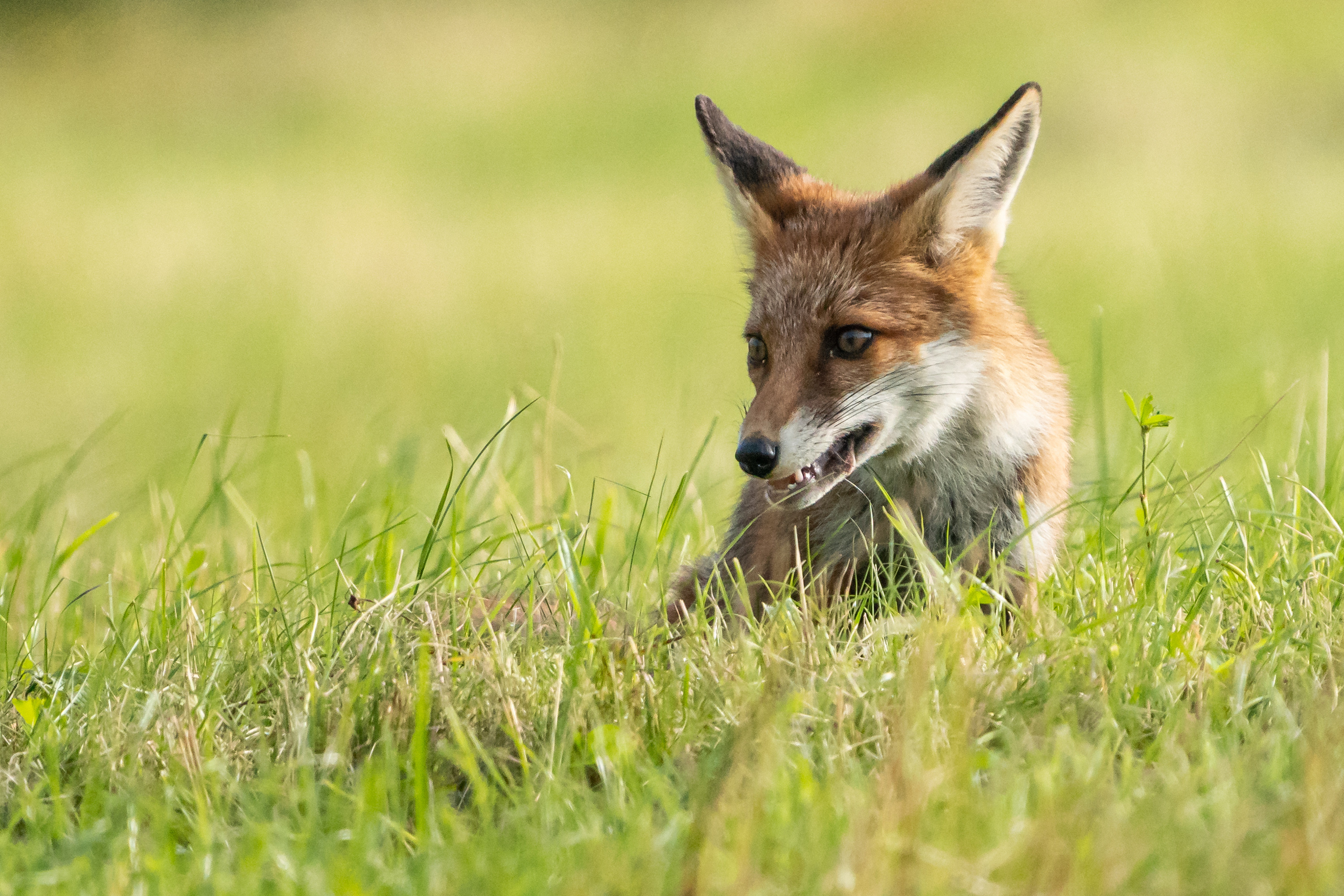 Wallpapers Animals Foxes 