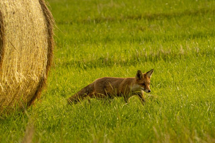 Wallpapers Animals Foxes Wallpaper N484393