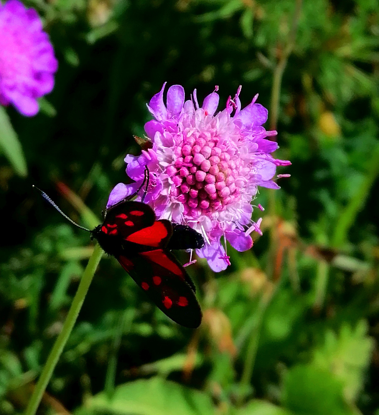 Wallpapers Animals Insects - Butterflies Papillon rouge