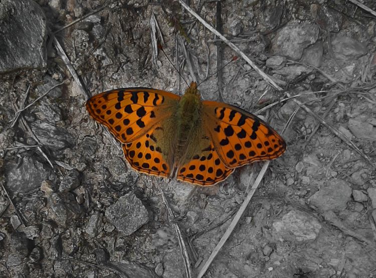 Fonds d'cran Animaux Insectes - Papillons Papillon tacheté