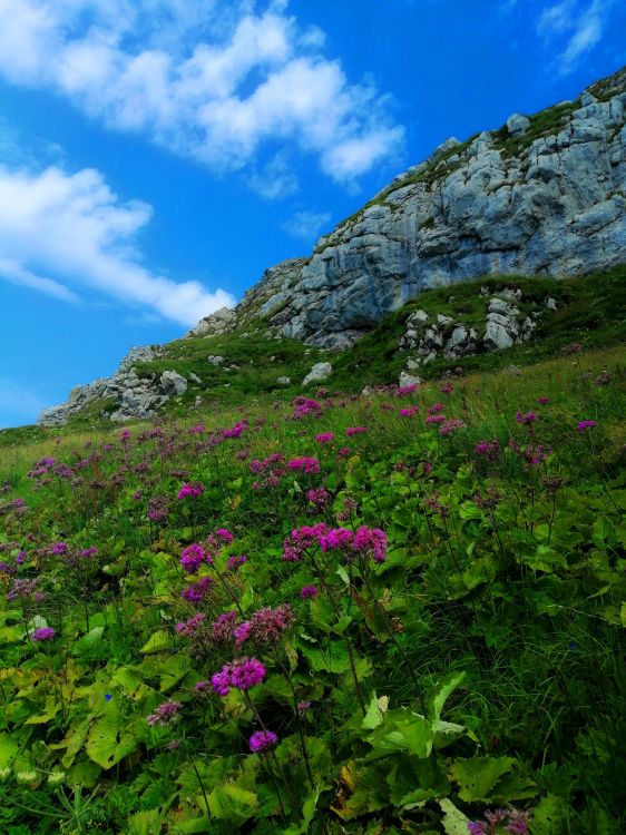 Wallpapers Nature Landscapes Champ de fleurs