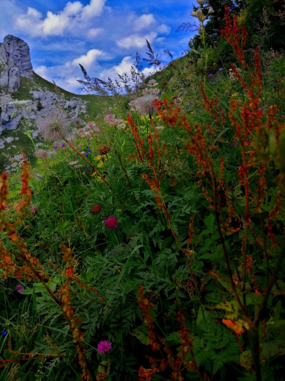 Fonds d'cran Nature Paysages Flore montagneuse