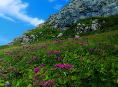  Nature Champ de fleurs