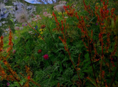  Nature Flore montagneuse