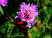  Animals Papillon rouge