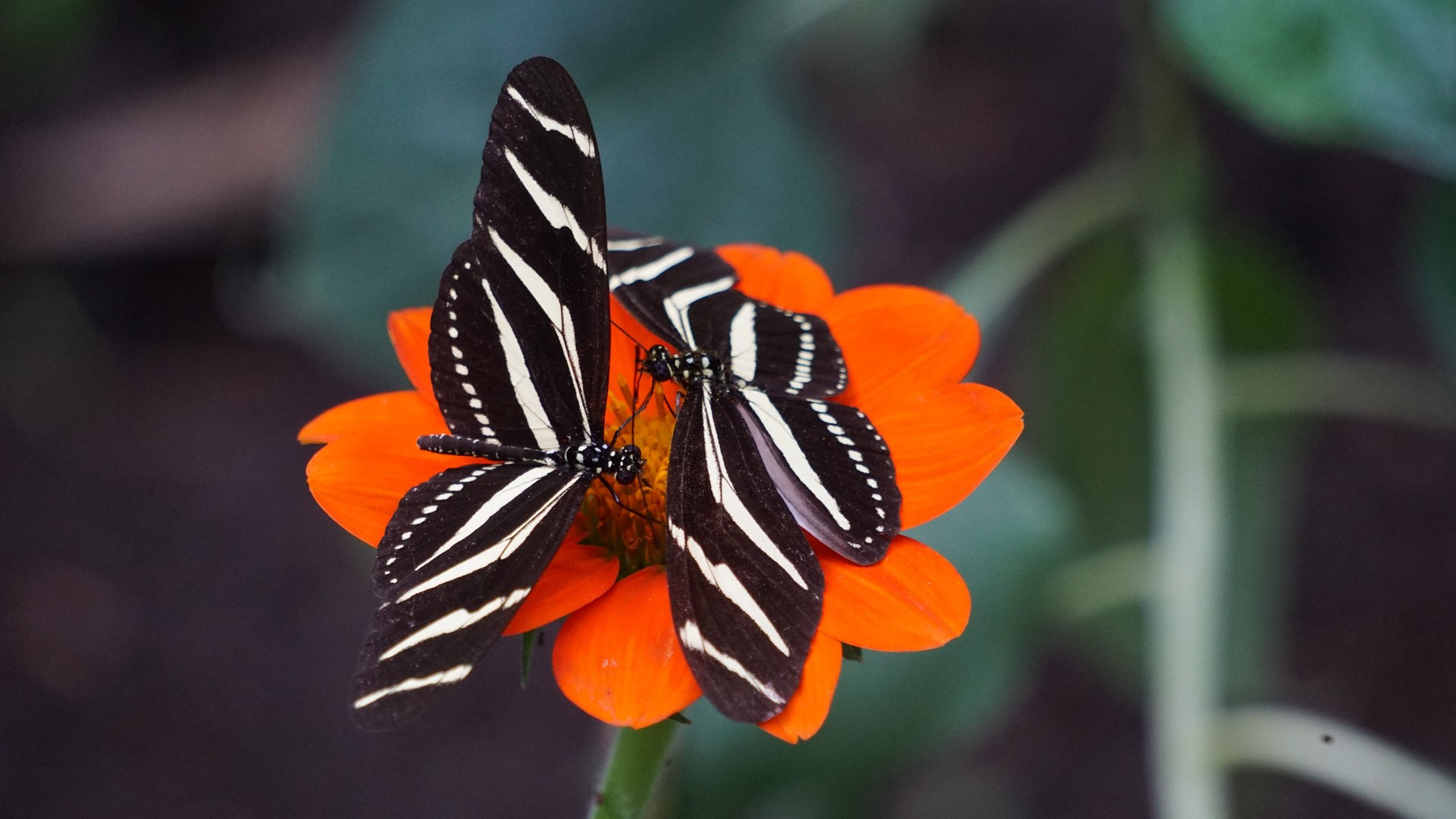 Fonds d'cran Animaux Insectes - Papillons 