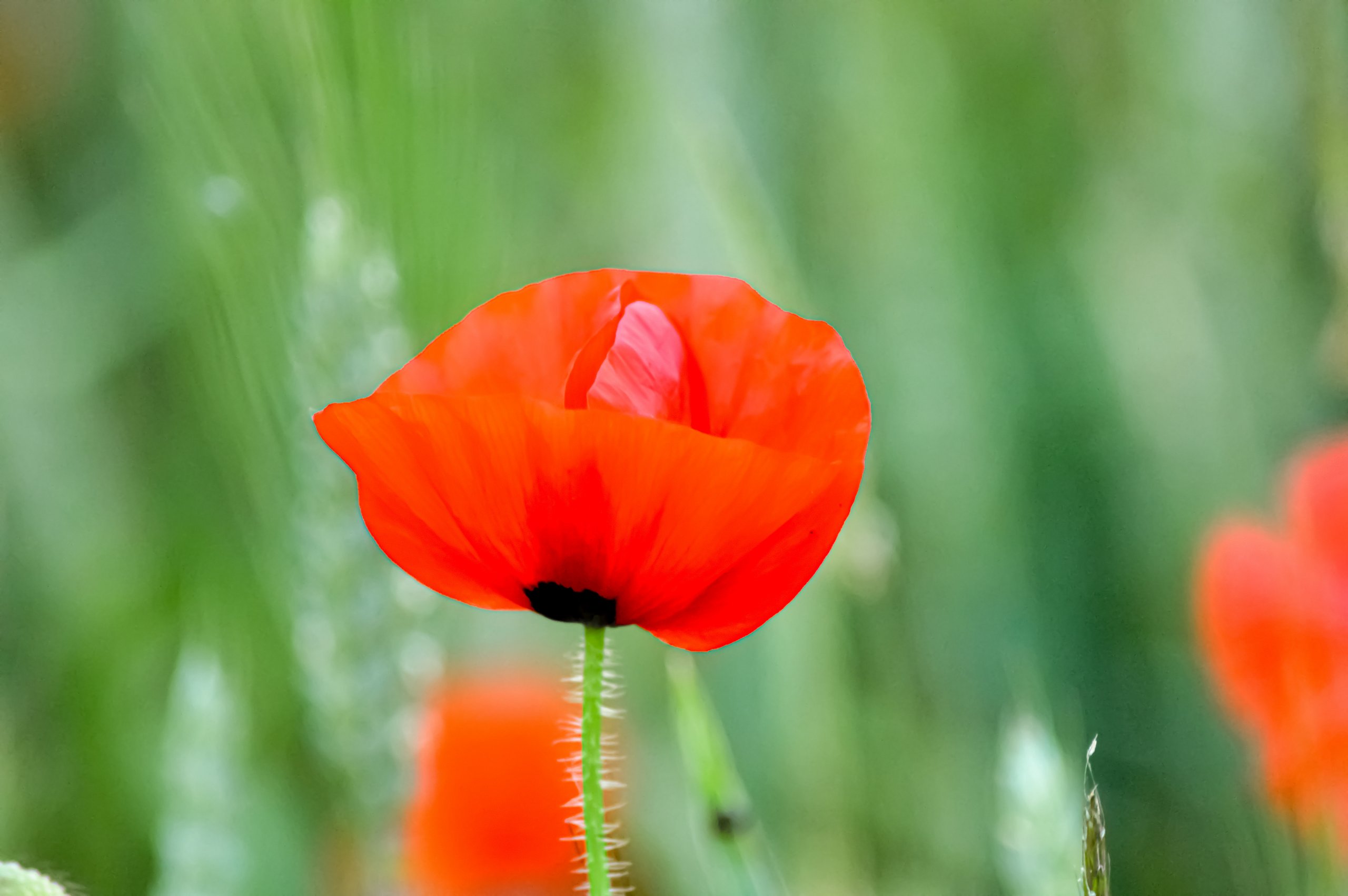 Fonds d'cran Nature Fleurs 