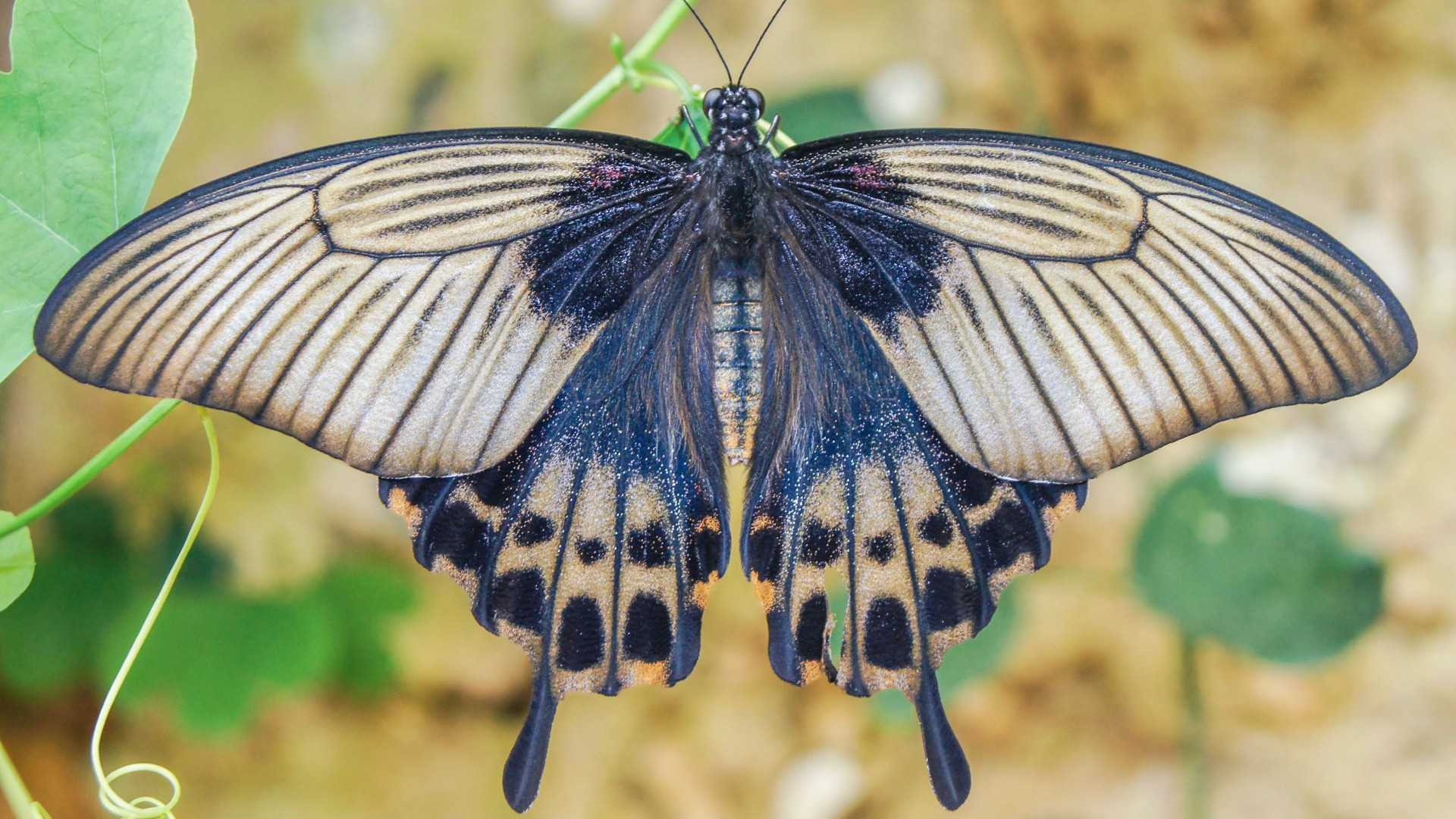 Fonds d'cran Animaux Insectes - Papillons 