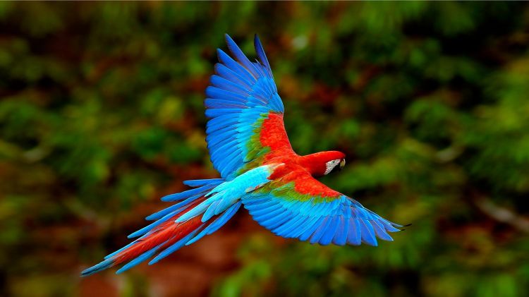 Wallpapers Animals Birds - Parrots Ara magnifique !