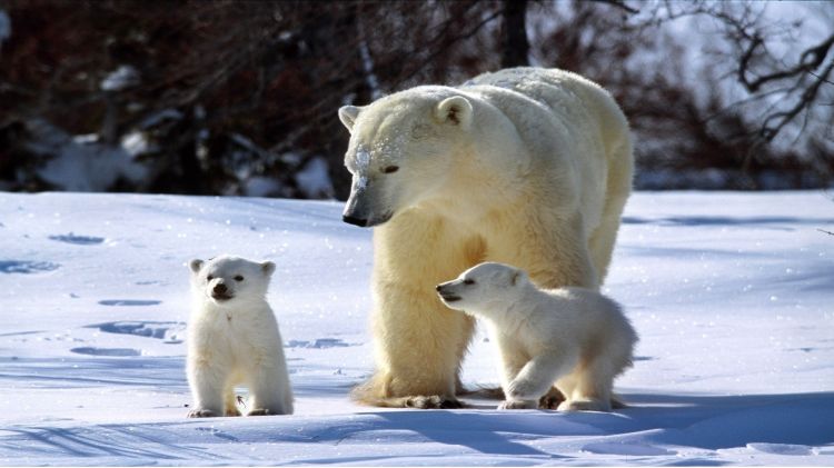 Fonds d'cran Animaux Ours Je vous disais donc....