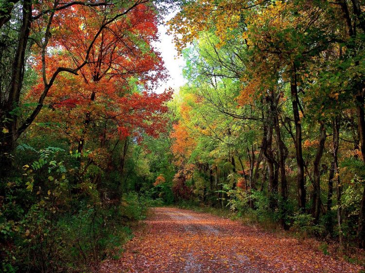 Fonds d'cran Nature Chemins Chemin forestier automne