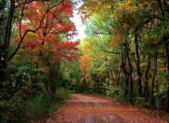  Nature Chemin forestier automne