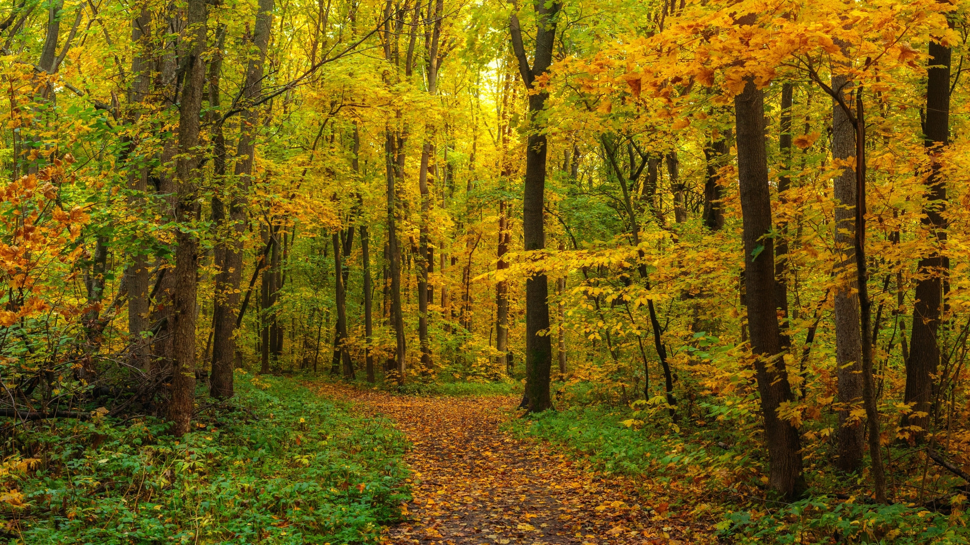 Fonds d'cran Nature Arbres - Forts 