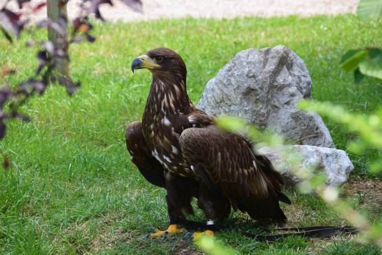 Fonds d'cran Animaux Oiseaux - Aigles Wallpaper N485903