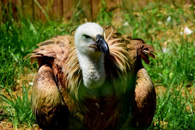 Fonds d'cran Animaux Oiseaux - Vautours Wallpaper N485904