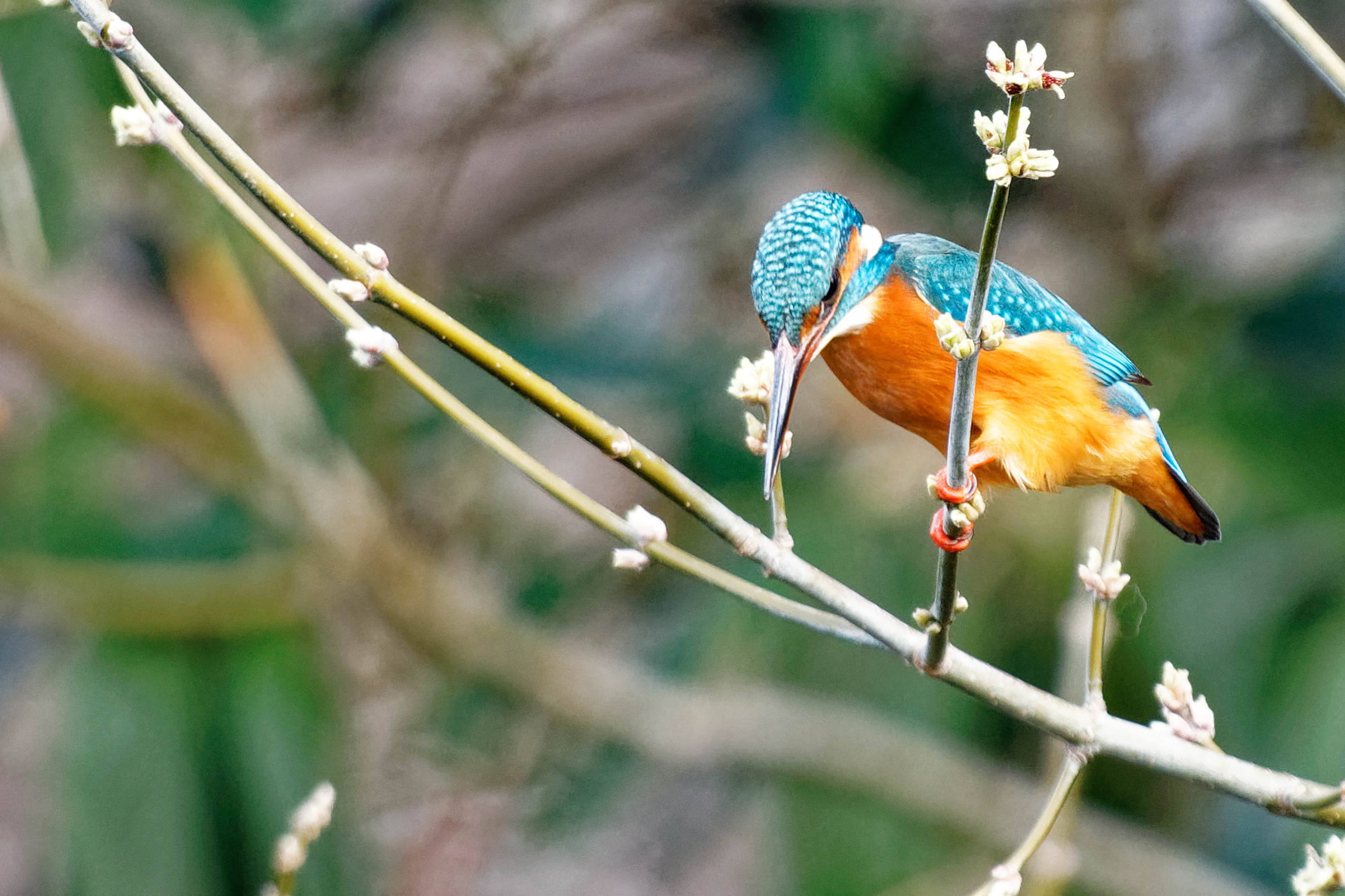 Wallpapers Animals Birds - Kingfisher en peche 